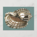 Search for conch shell postcards Nature
