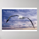 Search for albatross posters Ocean