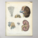 Search for kidney art Renal