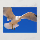 Search for hovering postcards Flying