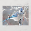 Search for bluejays Winter