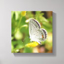 Search for tiny small art Photography