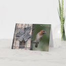 Search for finch cards Photography