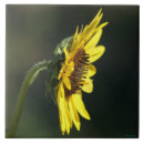 Search for hirta Wildflowers
