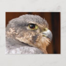 Search for merlin postcards Falcon