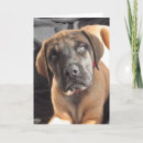Search for english mastiffs cards Cute