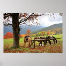 Search for mountain horse posters Scenery