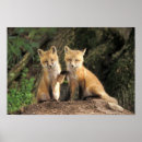 Search for fox pups posters Kit
