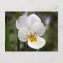 Search for violet spring flower postcards Viola