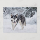 Search for husky dogs postcards Dog lovers