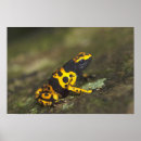 Search for dendrobates posters Yellow