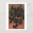 Search for lithograph postcards Chromo