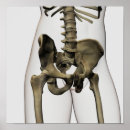 Search for human bones posters Pubic symphysis
