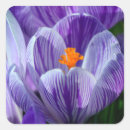 Search for purple crocus stickers Nature