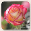 Search for delightful photography Rose