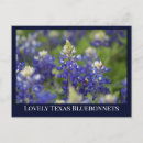 Search for bluebonnets postcards Floral