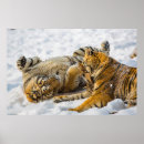 Search for tiger posters Snow