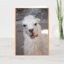 Search for cuzco Llama