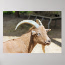 Search for billy goat art Farm