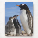 Search for gentoo penguin mousepads Antarctica