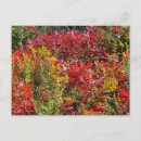 Search for sumac Fall