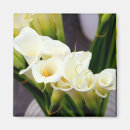 Search for calla magnets Lilies