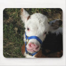 Search for cow mousepads Calf
