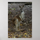 Search for kangaroo posters Animal