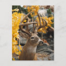 Search for deer postcards Hunter