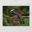 Search for bird perched on tree postcards Animal