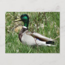 Search for drake postcards Waterfowl