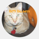 Search for ginger tabby stickers Animal
