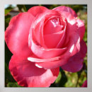 Search for pretty pink roses posters Flowers