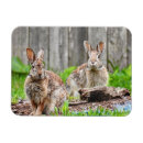 Search for easter bunny photography Wildlife