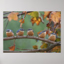 Search for ornithologist posters Animal