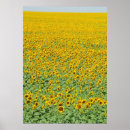Search for crops art Sunflower