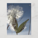 Search for seed pod postcards Pods