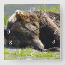 Search for bear clocks Wild life