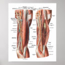 Search for anatomy art Human