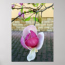 Search for magnolia posters Pastel