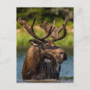 Search for chucks postcards Moose