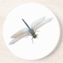 Search for dragonfly coasters Wildlife