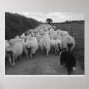 Search for sheep posters Dog