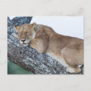 Search for conservation postcards Lion
