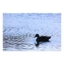 Search for bird silhouettes posters Water