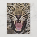 Search for aggressive postcards Danger