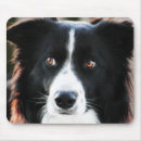 Search for collie puppy electronics White