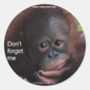 Search for primate stickers Orangutan