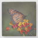 Search for tropical butterfly coasters Nature