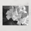 Search for orange black white postcards Nature